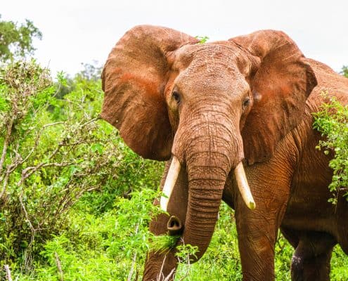 Elefant i Tsavo