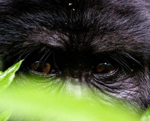 Gorilla-øjne på rejser til Uganda
