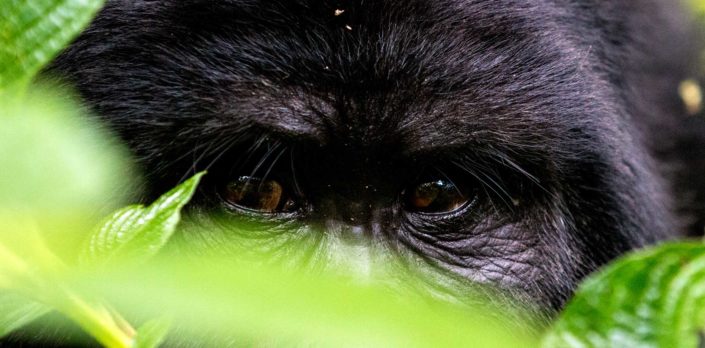 Gorilla-øjne på rejser til Uganda
