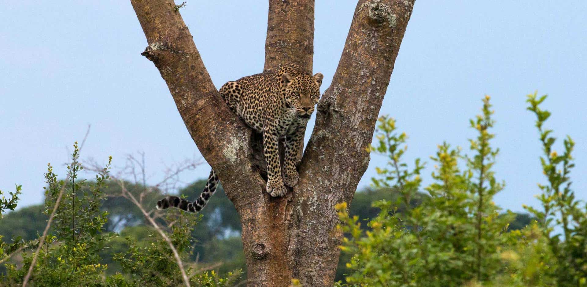 Leopard i træ