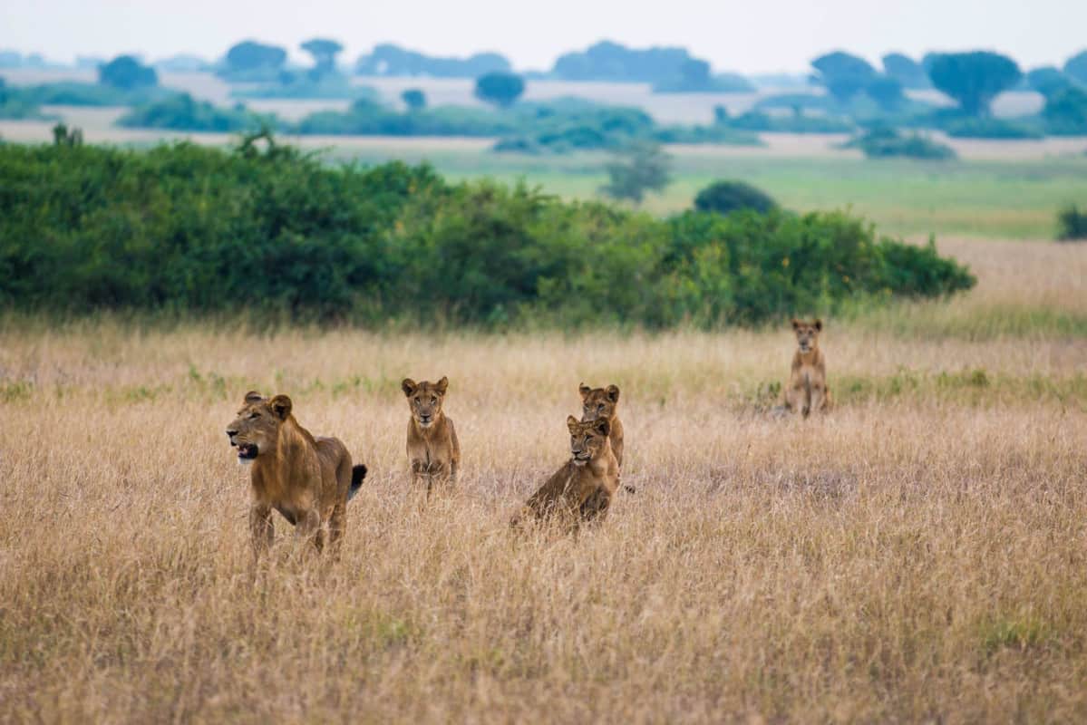 Løver på rejse til Uganda og Rwanda