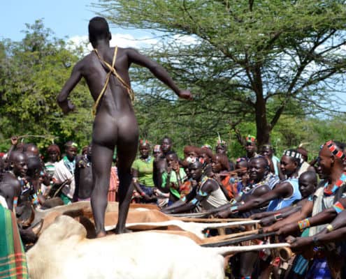 Bull Jumping ritual I Etiopien
