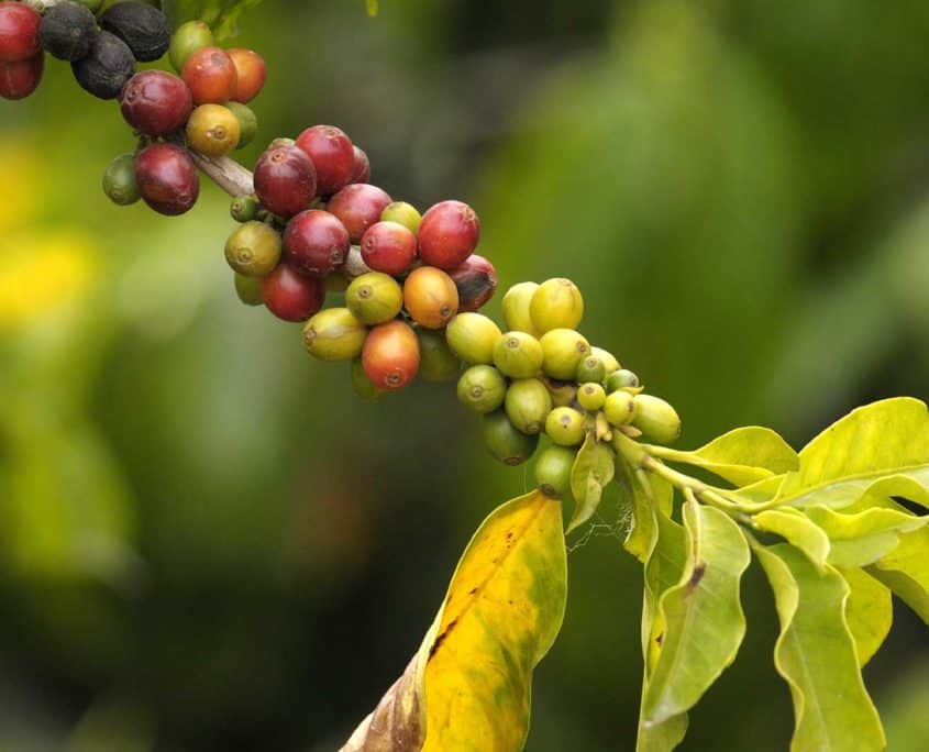 Kaffeplante i Colombia