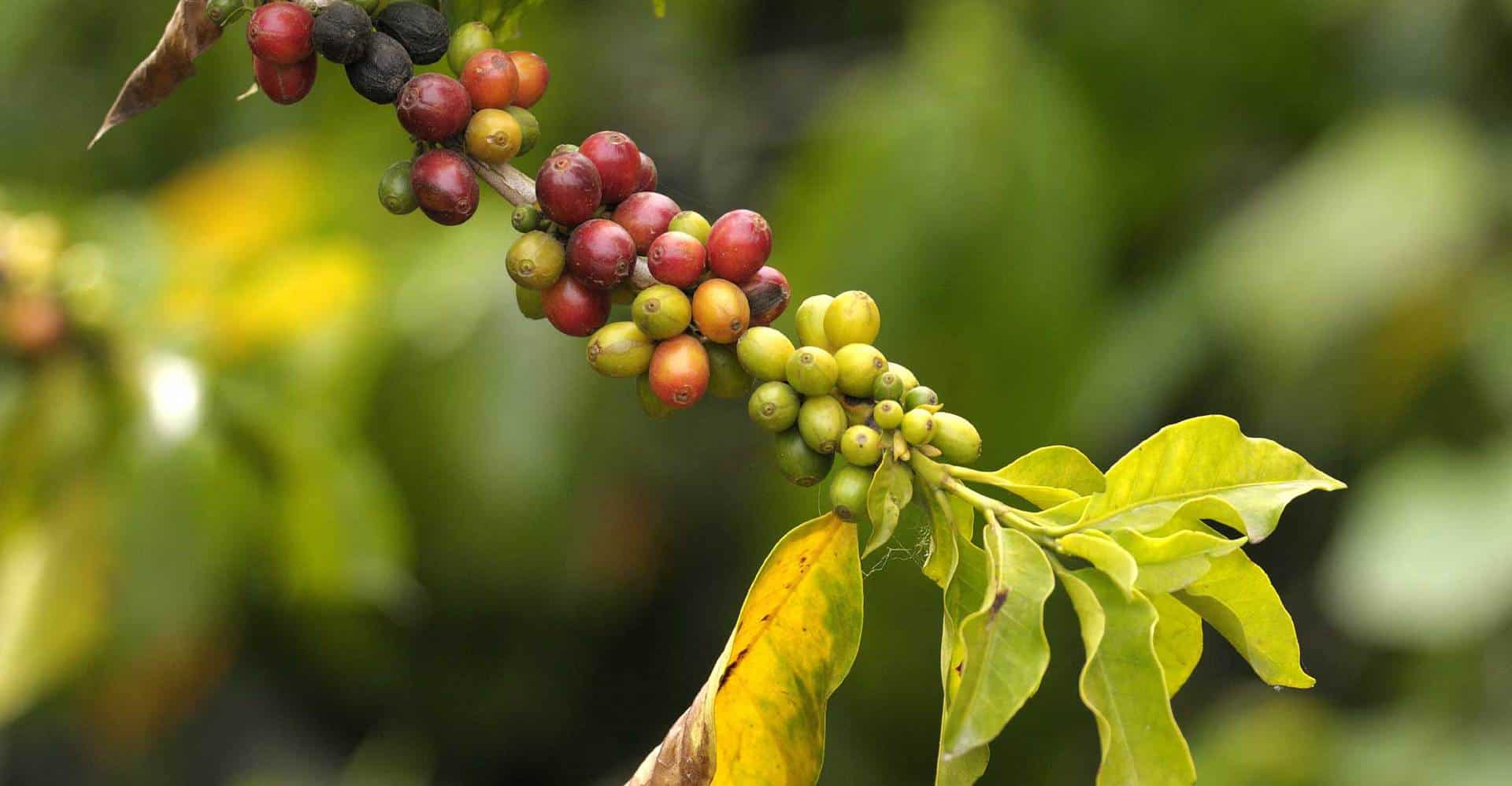 Kaffeplante i Colombia