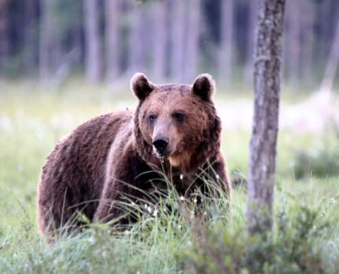 Bjørn i naturen i Finland