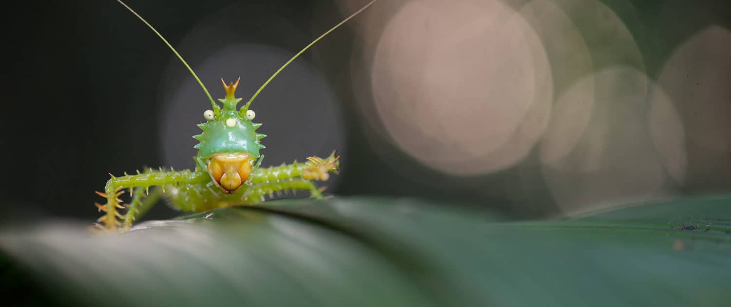 Græshoppe i Ecuador