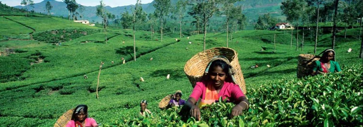 Bønder samler Ceylpon The på Sri Lankas marker