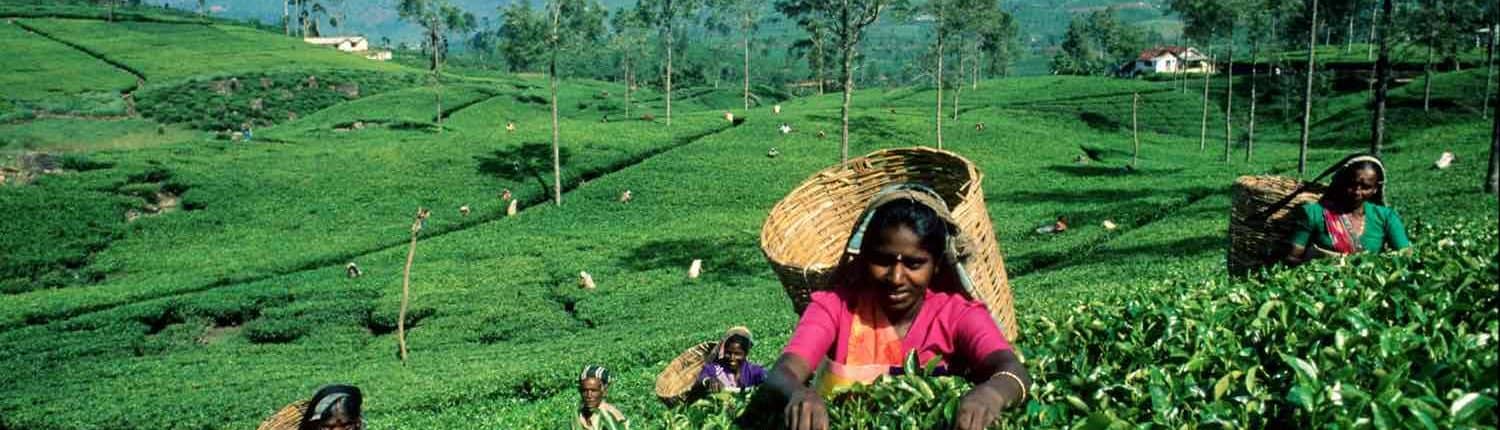 Bønder samler Ceylon The på Sri Lankas marker