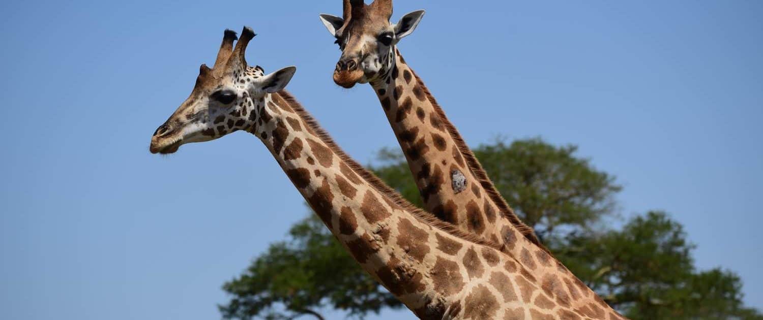 2 giraffer på rejse til Uganda og Rwanda