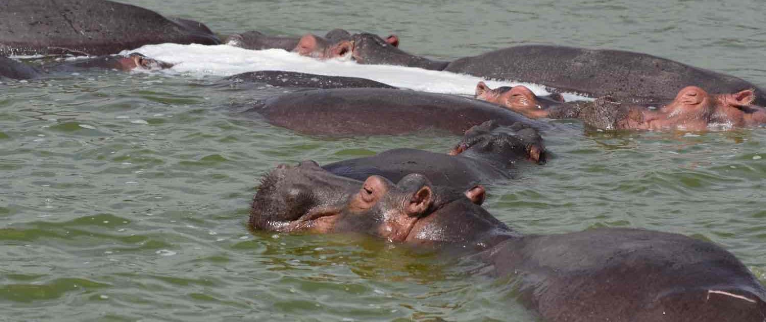 Flodheste i flod på Ugandasafari