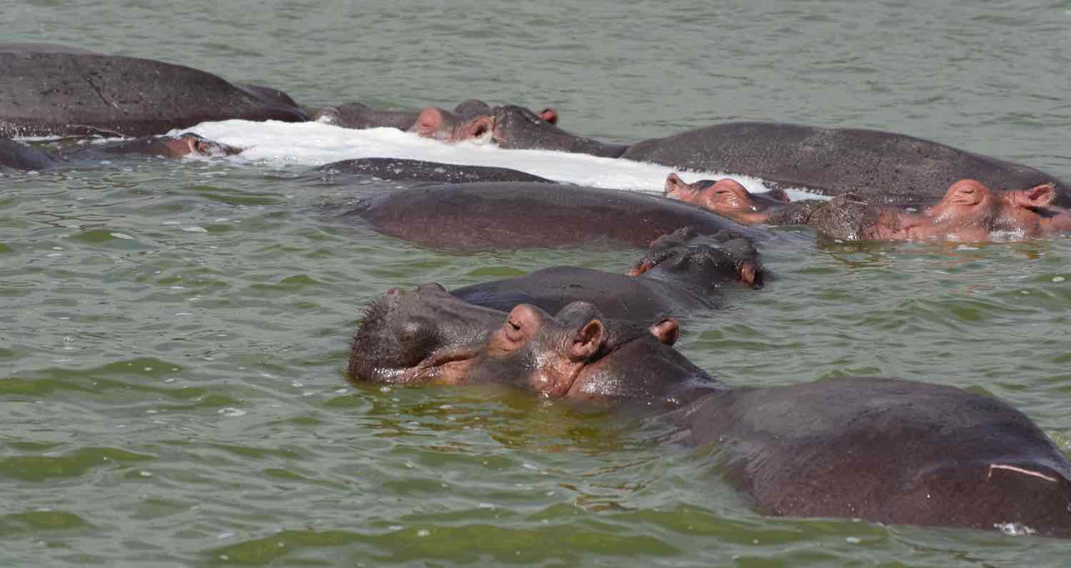 Flodheste i flod på Ugandasafari