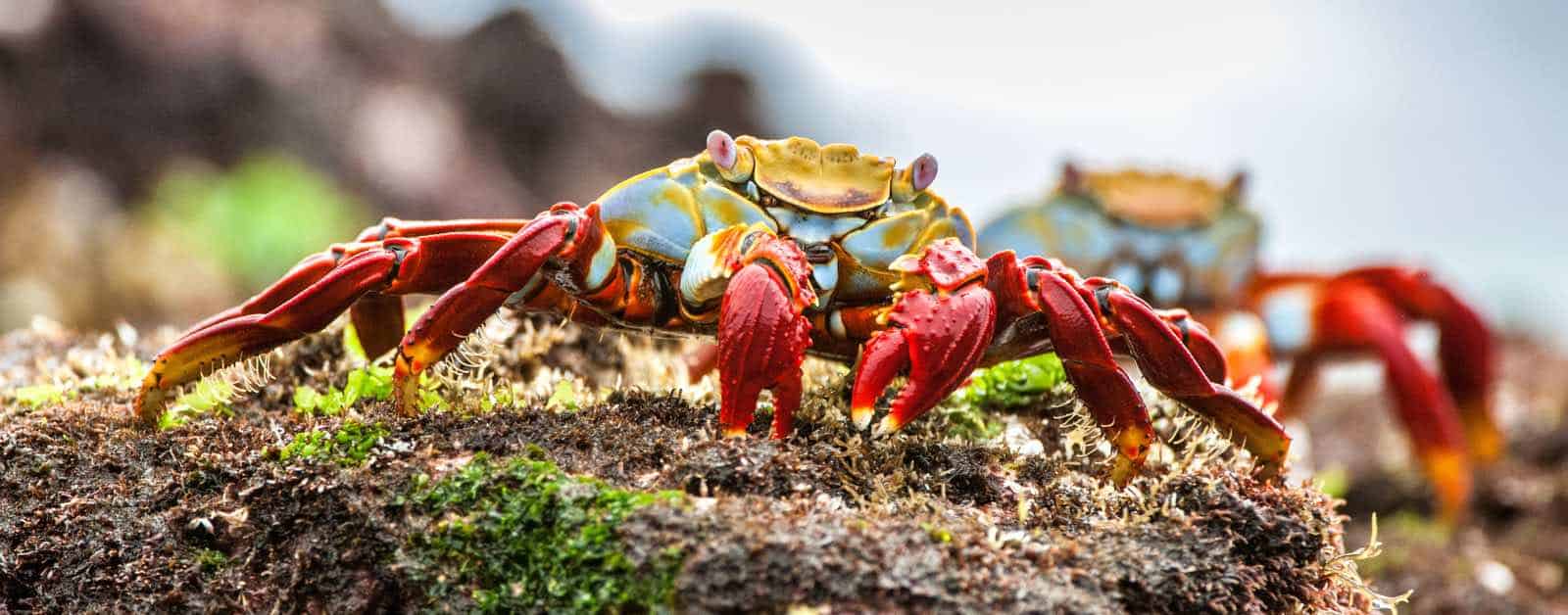 Galapagosrejser - Red Sally Lightfoot crabs