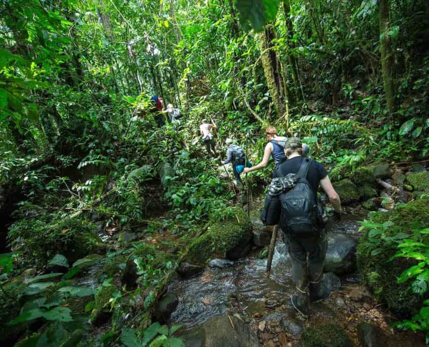 Vandring i Bigai i regnskoven