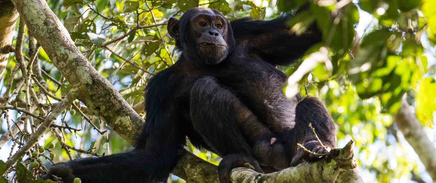 Chimpanse i træ på rejser til Uganda og Rwanda