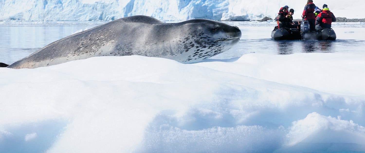 Sæl på isblok på Antarktis rejse