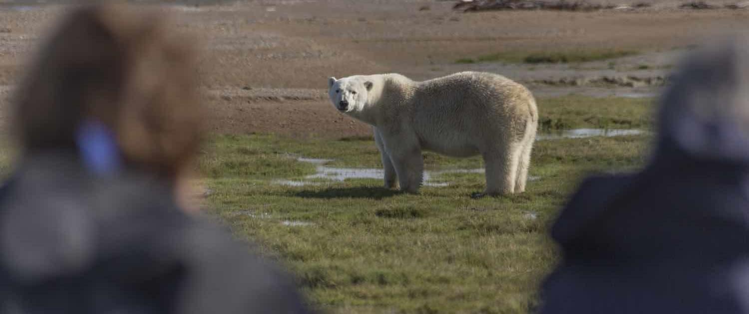 Isbjørn i naturen