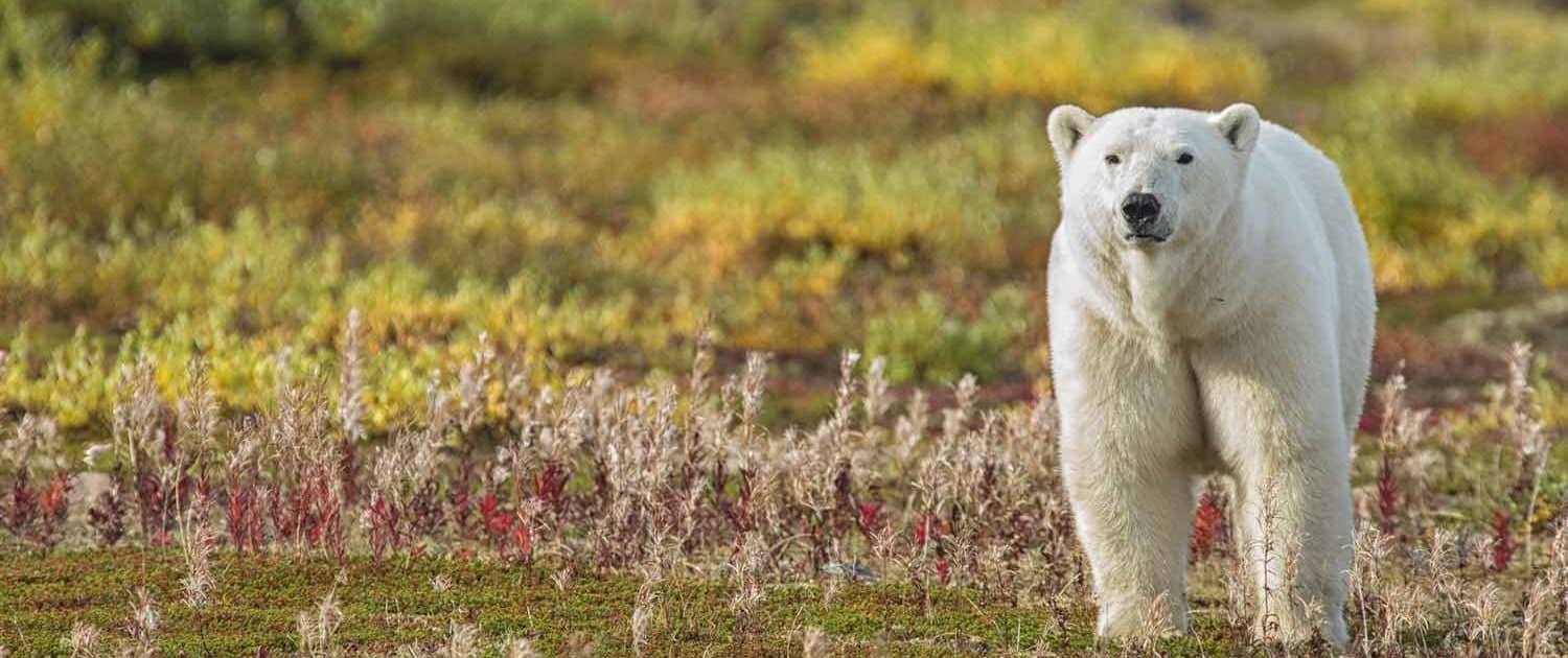 Isbjørn i naturen