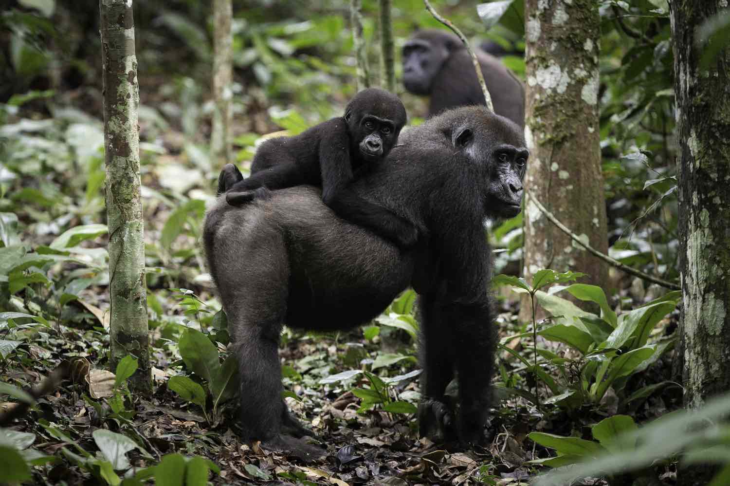 Lavlandsgorillaer i Congos natur