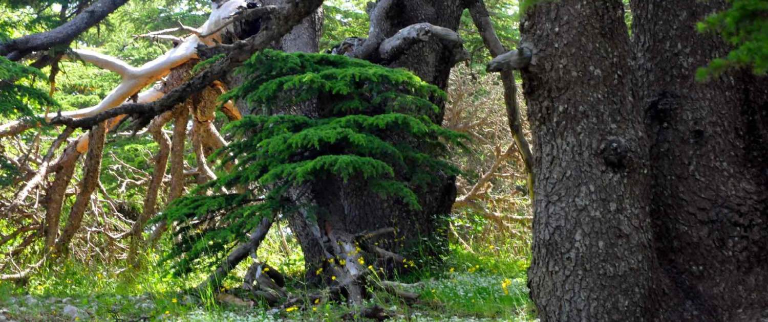 Cedertræer i den libanesiske natur