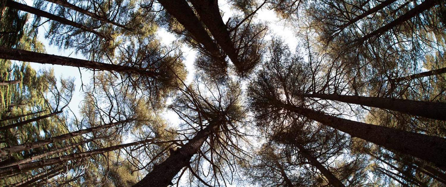 Cedertræer i nationalpark på rejser til Libanon