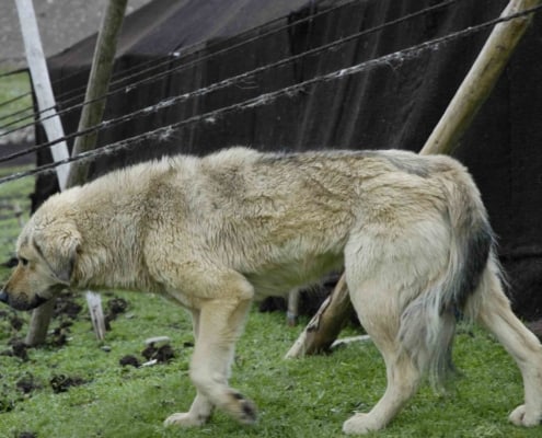 Mastiff-hund på rejser til Tibet