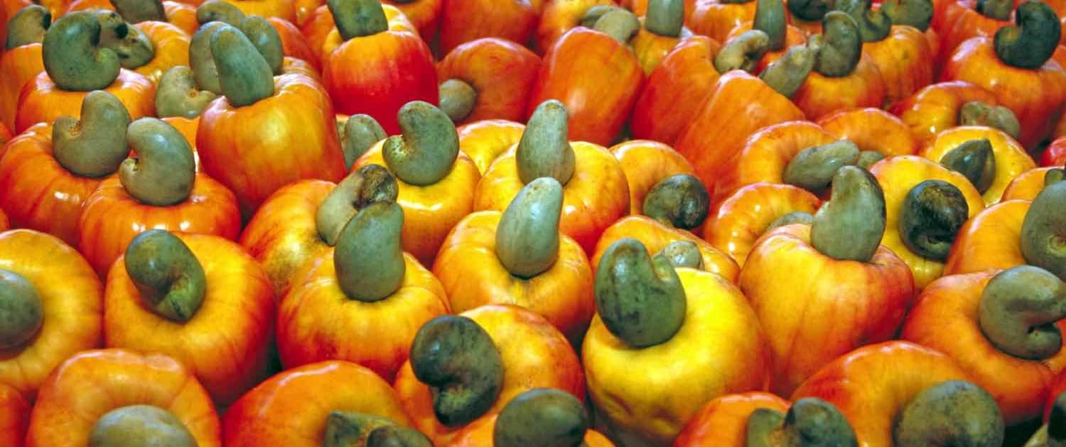 cashew frugt
