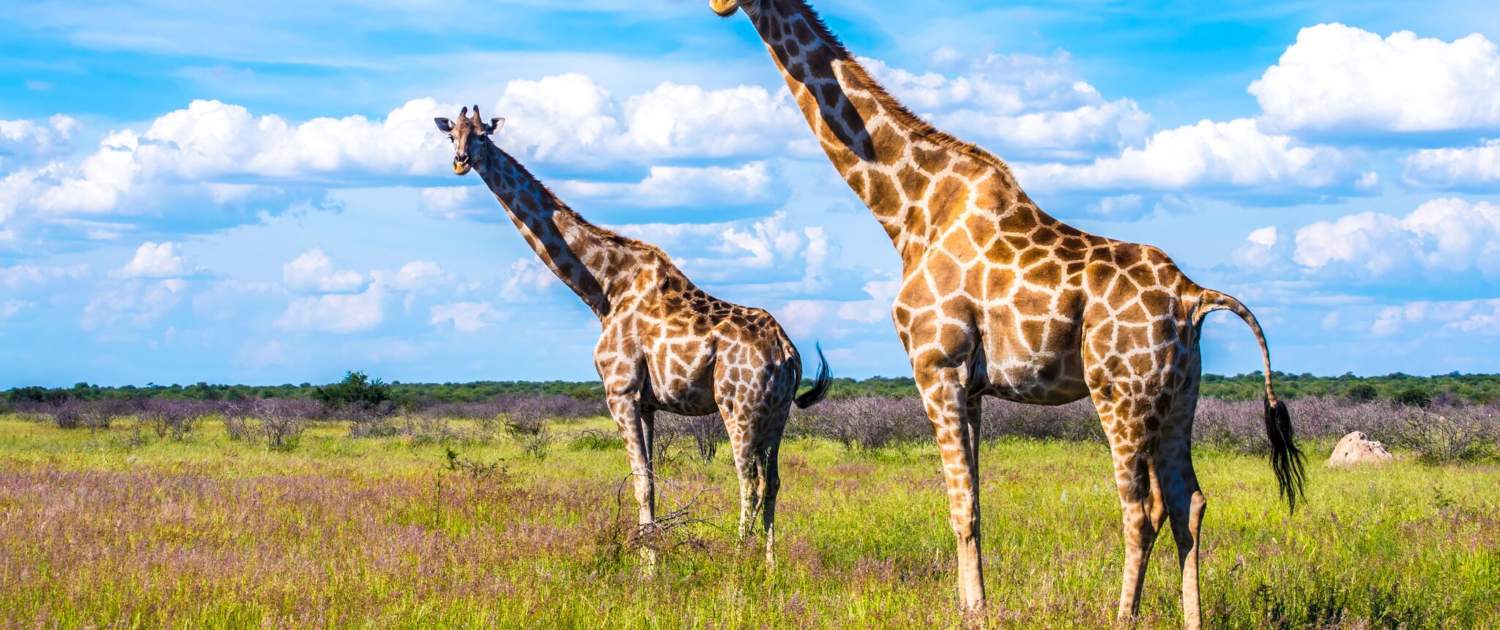Giraffer - på safari i Namibia
