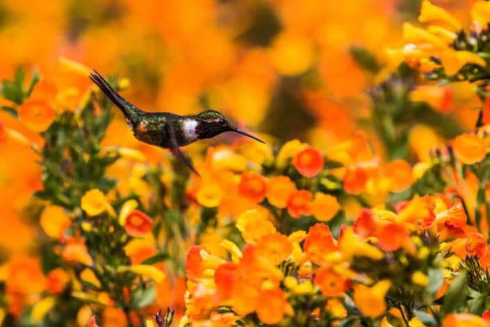 kolibri på blomster i Panama