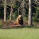 brun bjørn i Rumænien