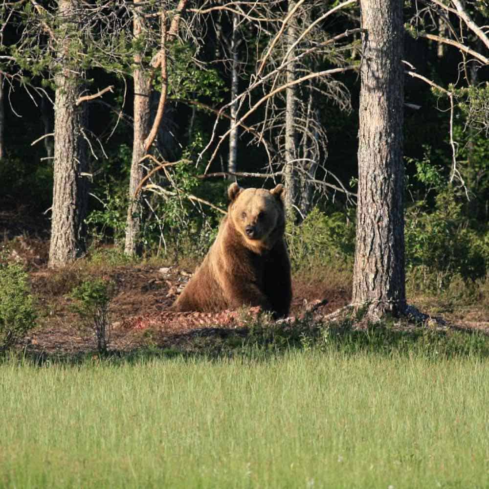 brun bjørn i Rumænien