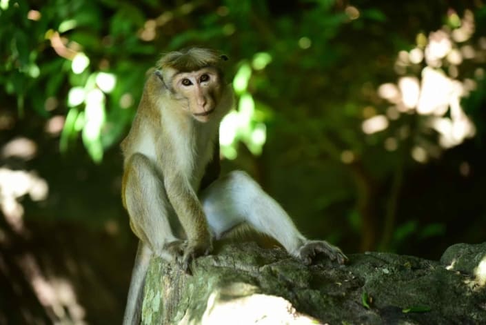 Monkey camp Sri Lanka