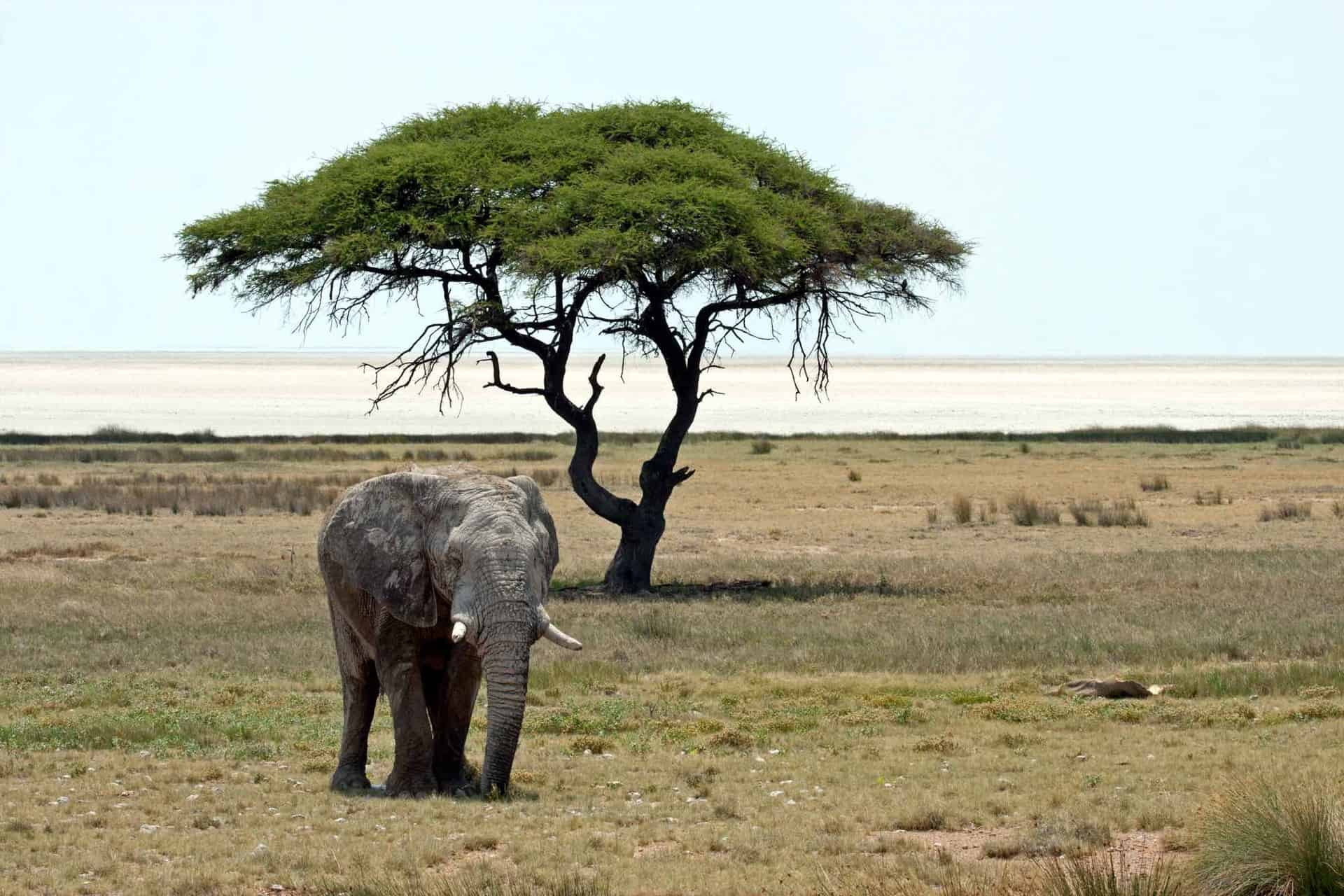 Namibia - safari