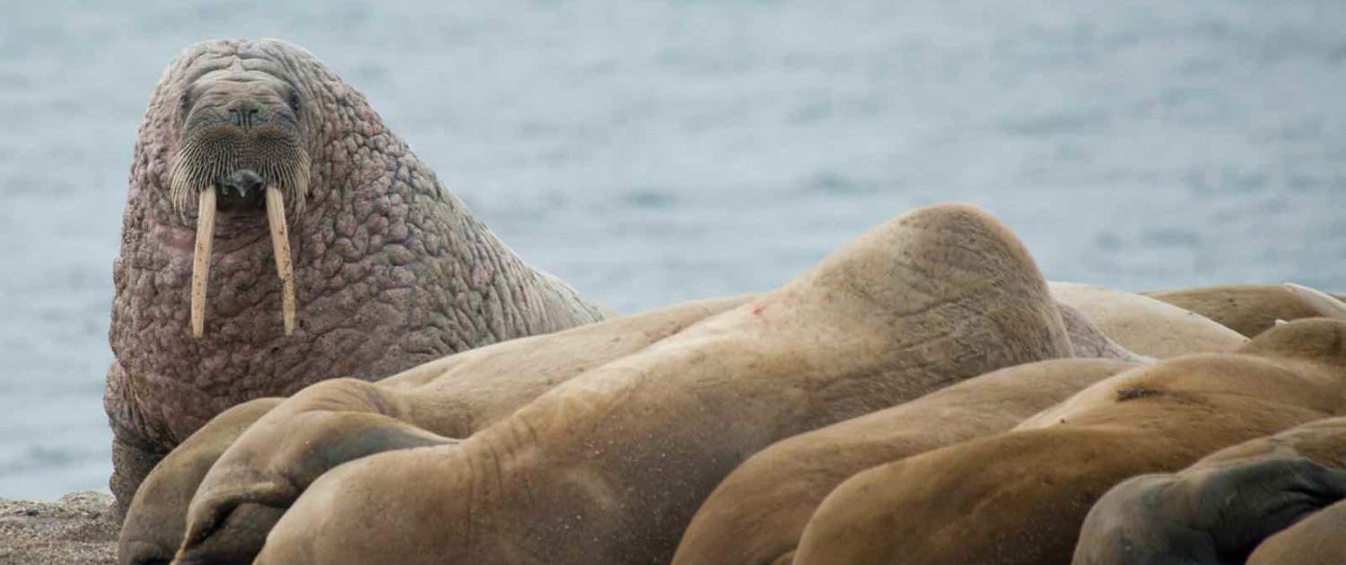 hvalrosser slapper af i Svalbard
