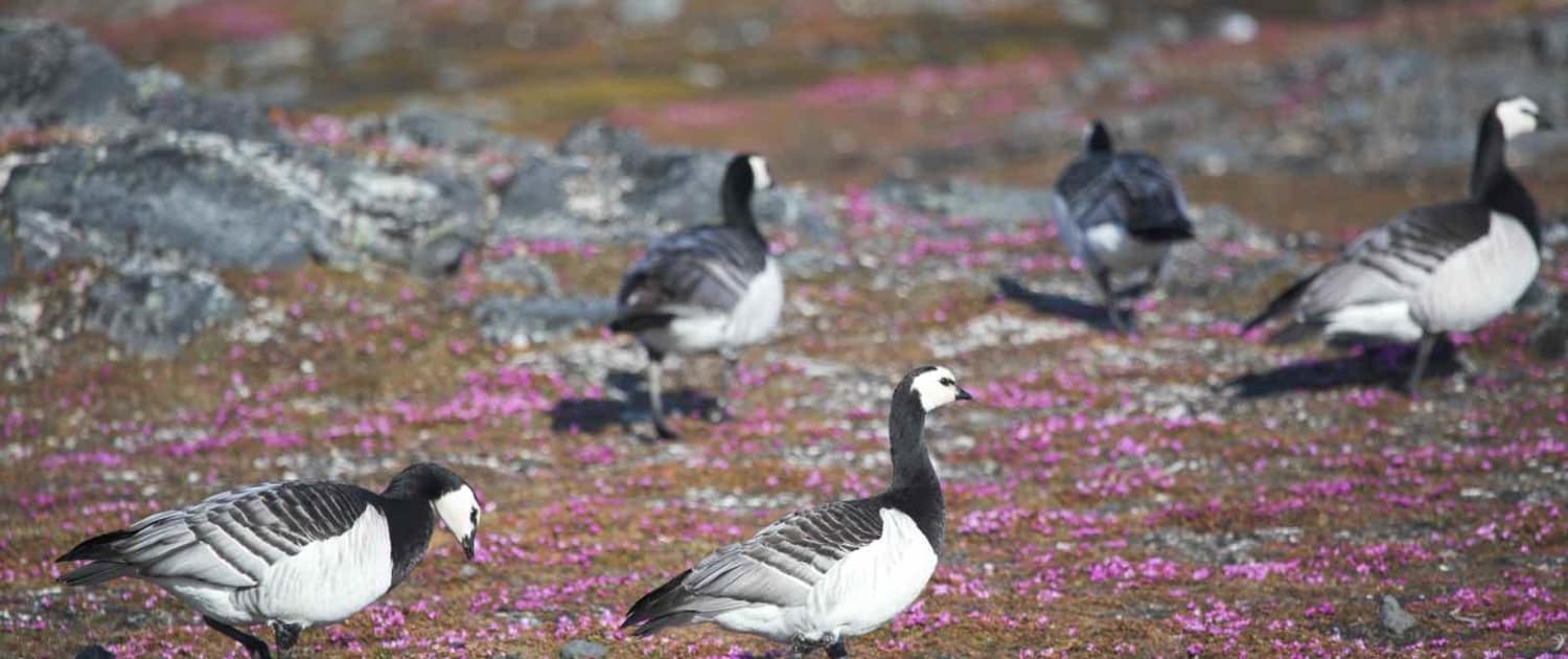 Fugle på rejser til Svalbard