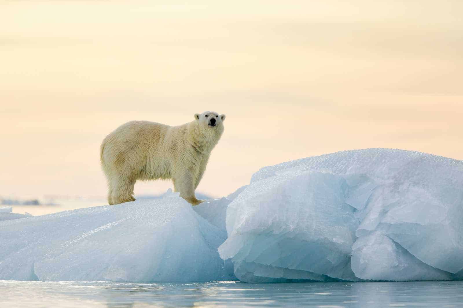 Isbjørn på isen i Svalbard