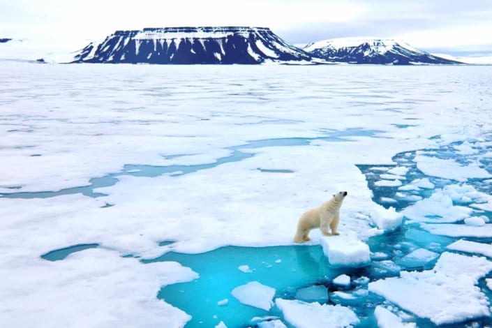 Isbjørn på isflage