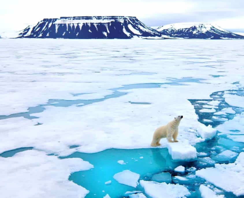 Isbjørn på isflage