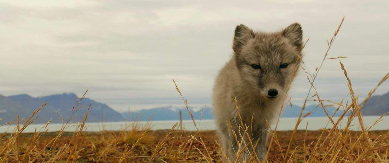 Arktisk ræv på rejser til Svalbard