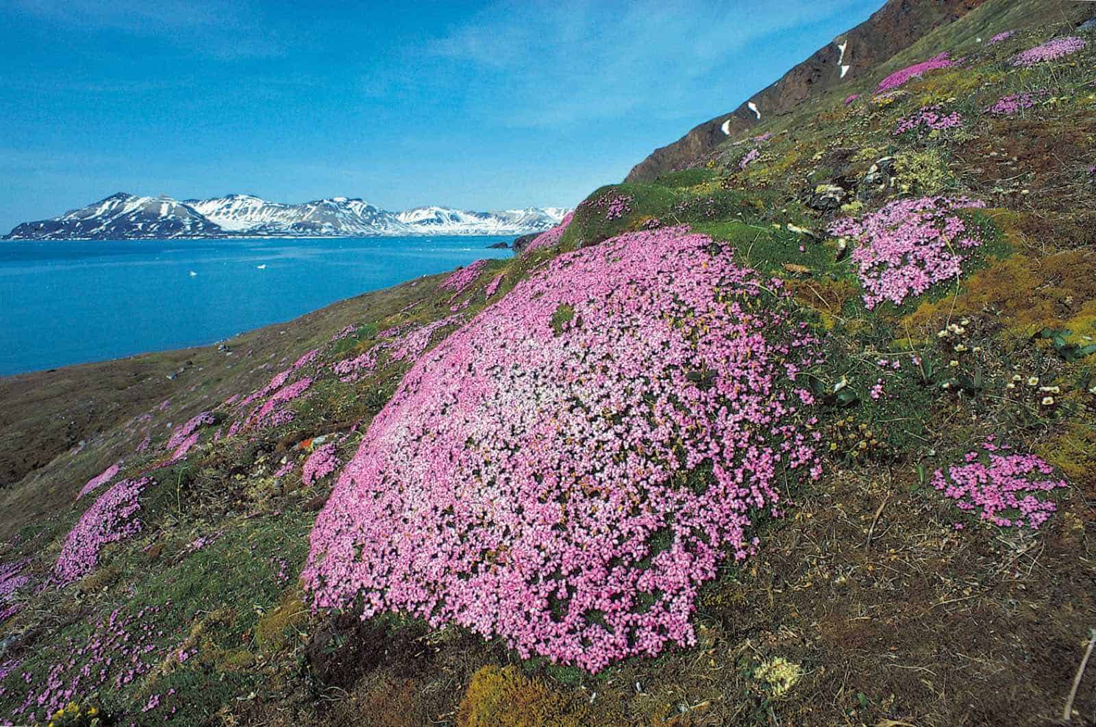 Stenbræk blomster på Spitsbergen