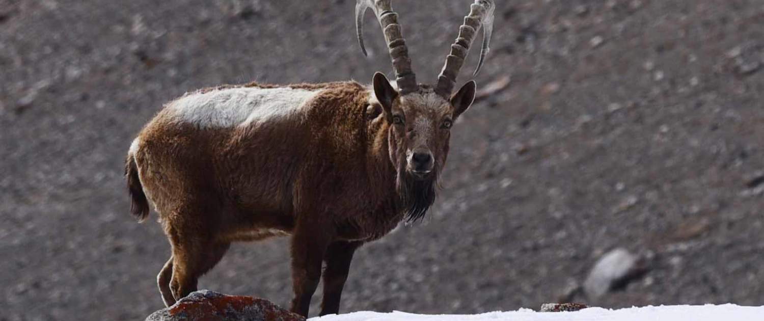 Ibex I Chitral, Pakistan