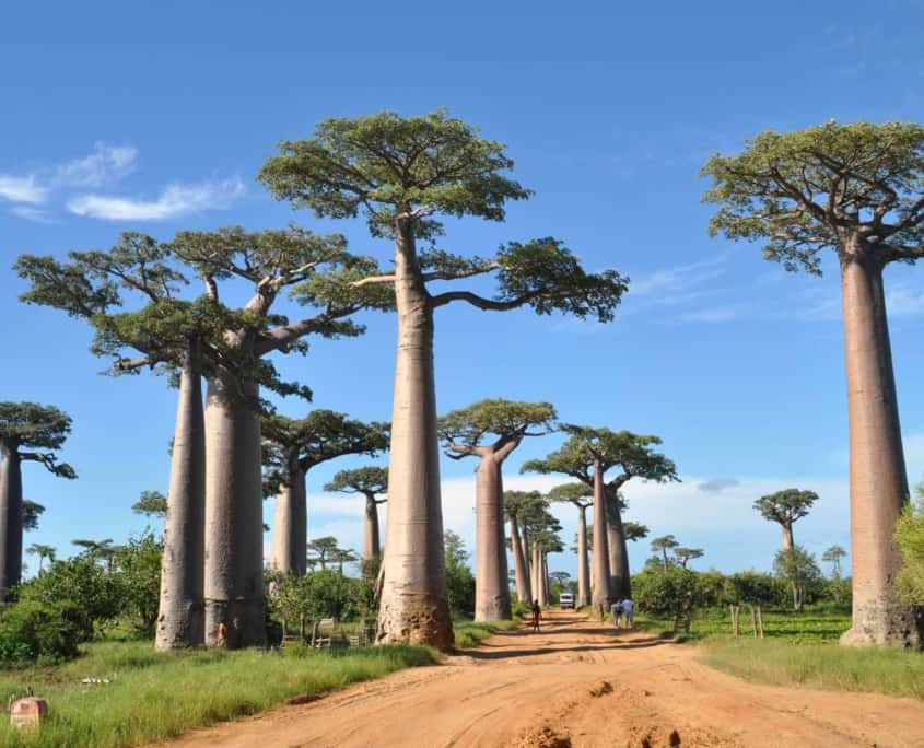 Baobabtræer på rejser til Madagaskar