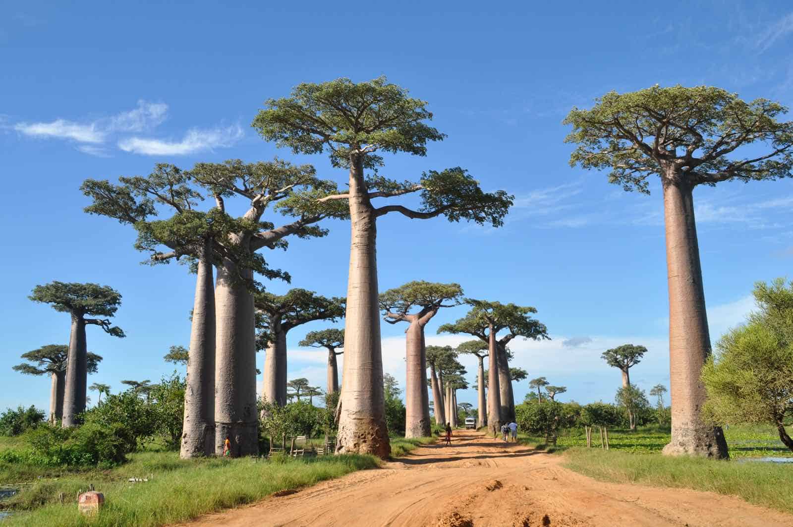 Baobabtræer på rejser til Madagaskar