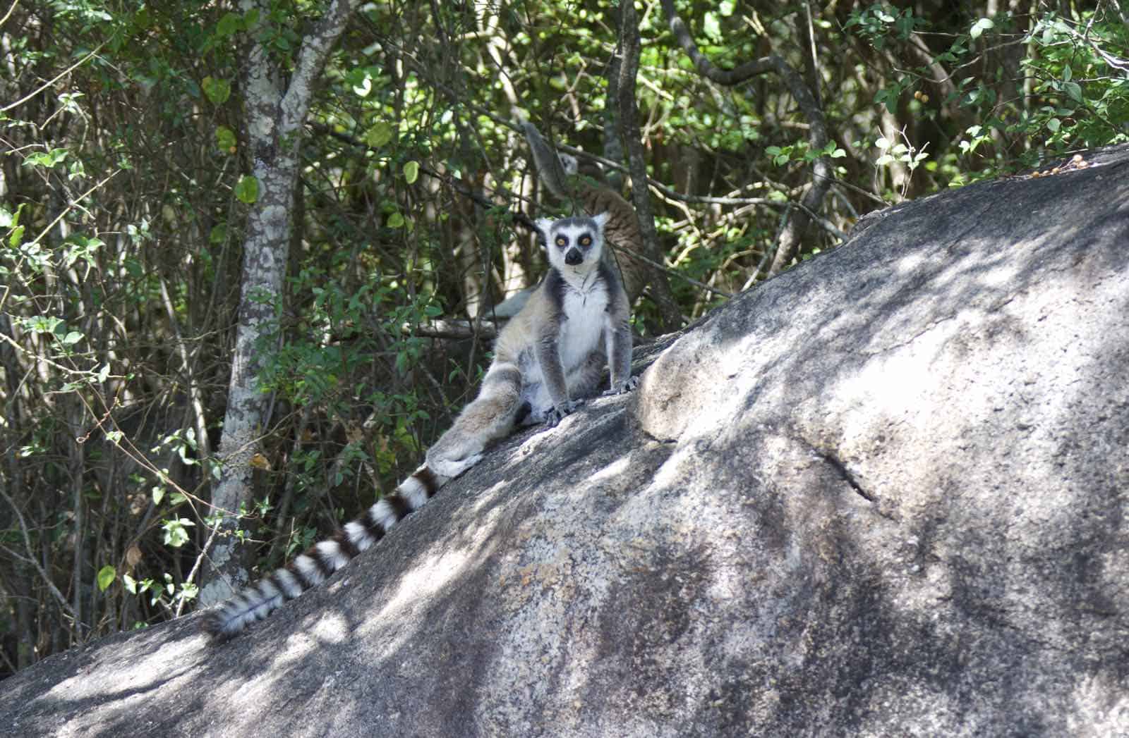 lemur i Madagaskar