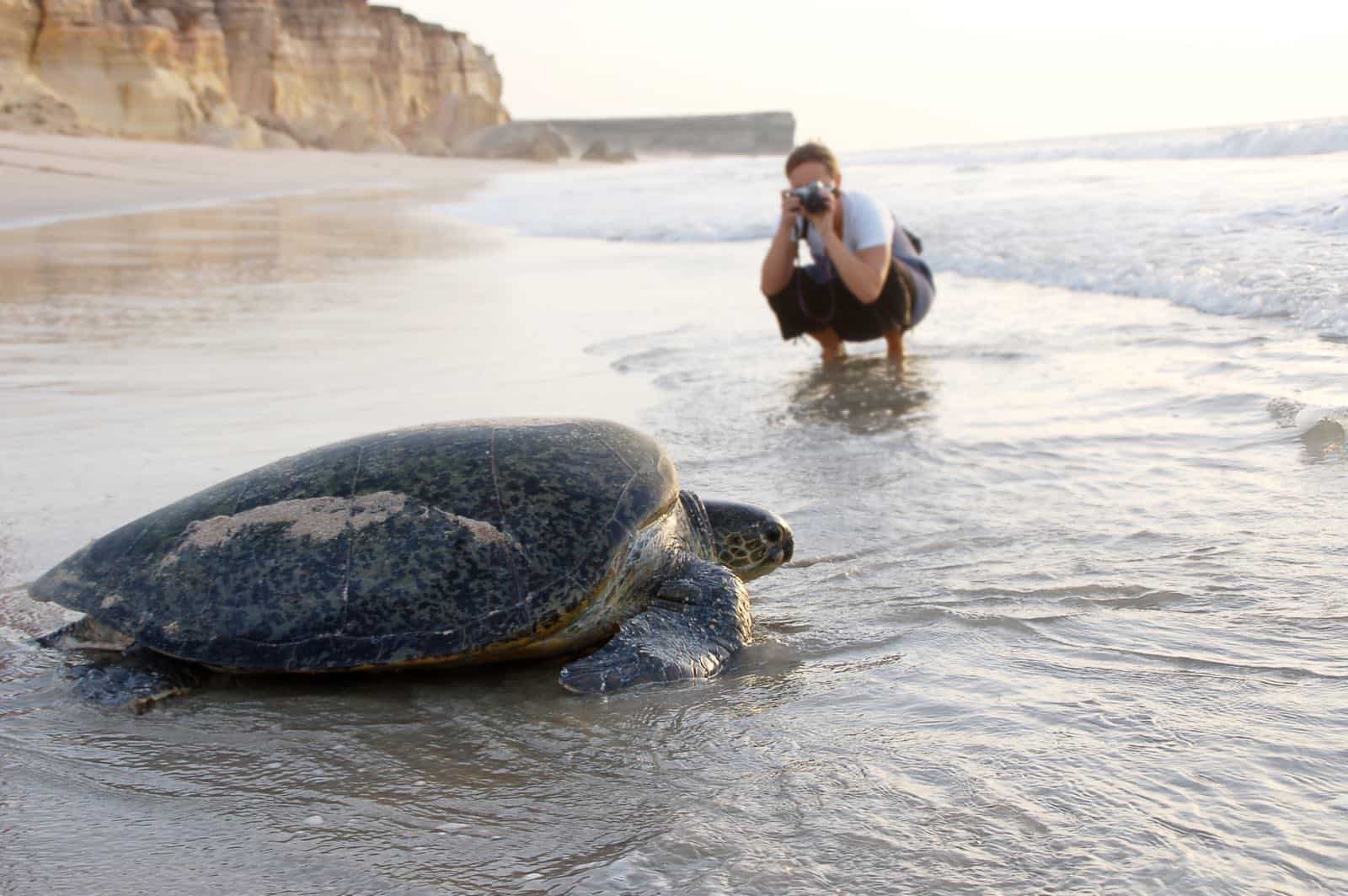 Havskildpadder på rejser til Oman