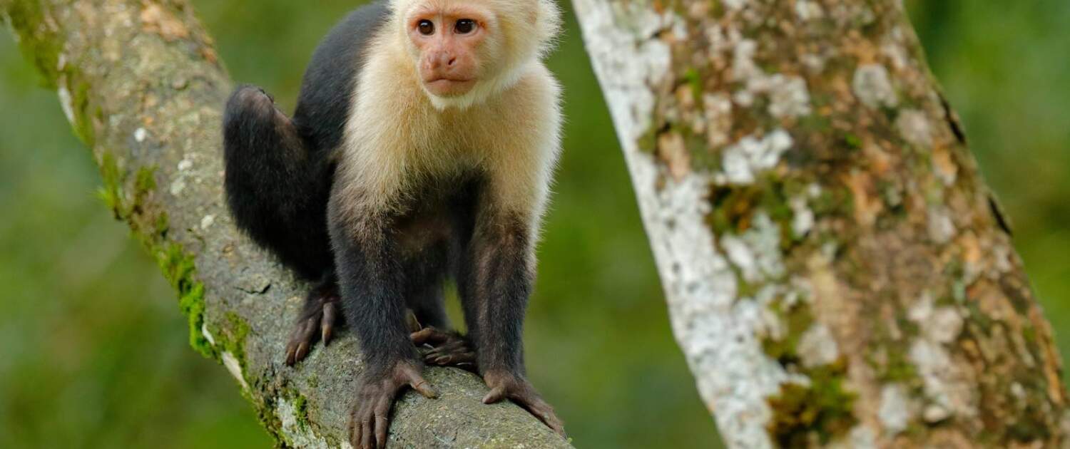 hvidhovedet kapuchin costa rica - 1600px