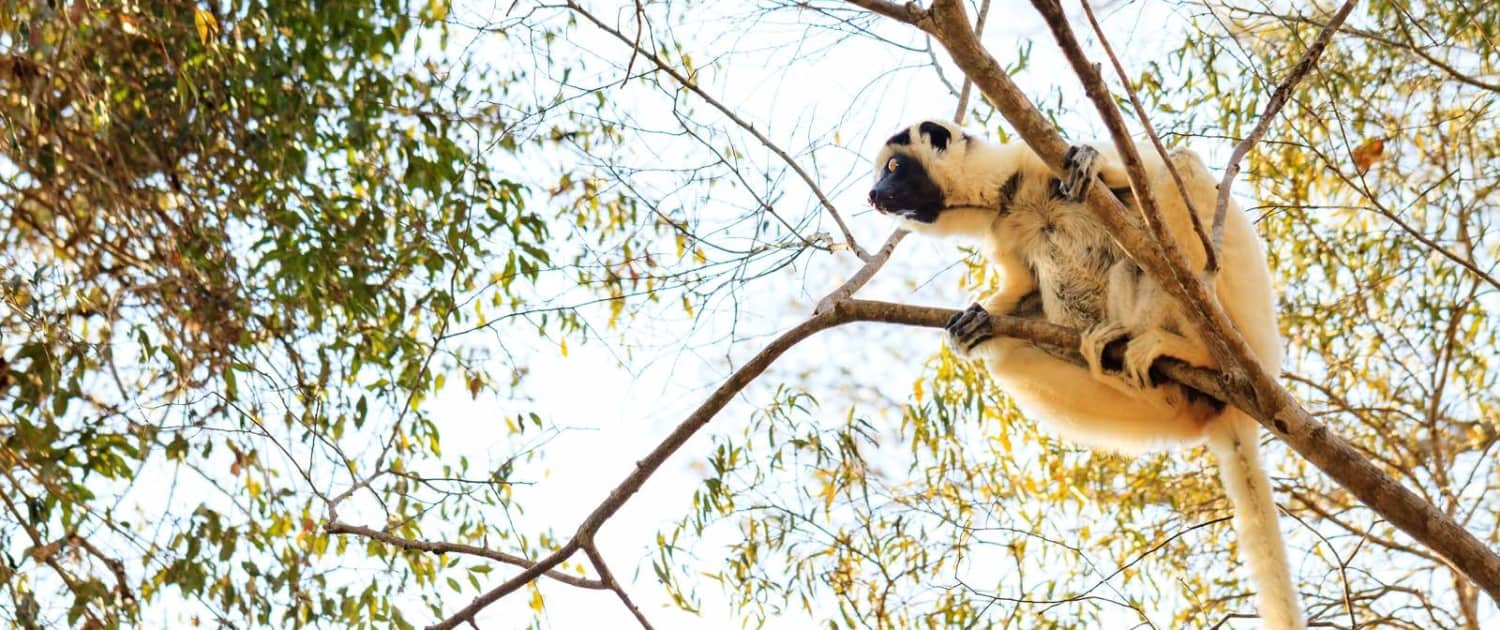 Lemur i Madagaskar