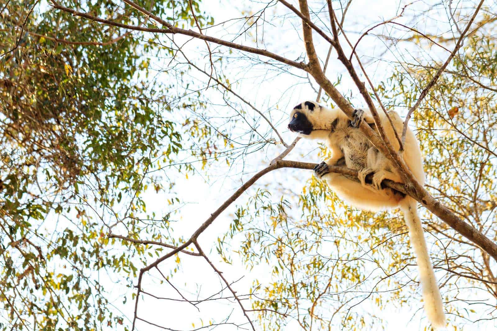 Lemur i Madagaskar