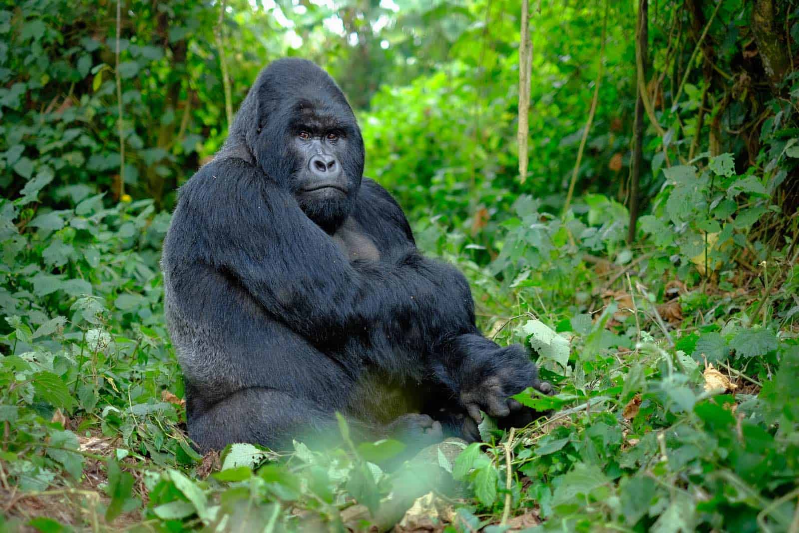 gorillatrekking safari afrika