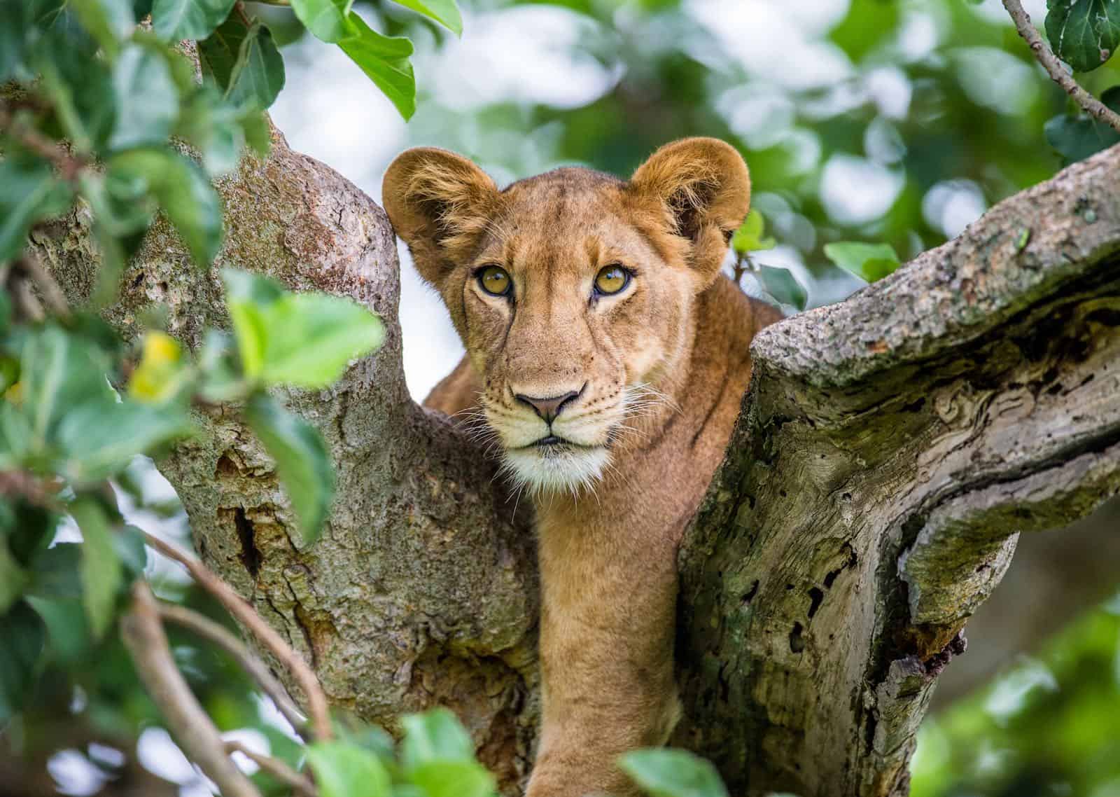 løve afrika uganda