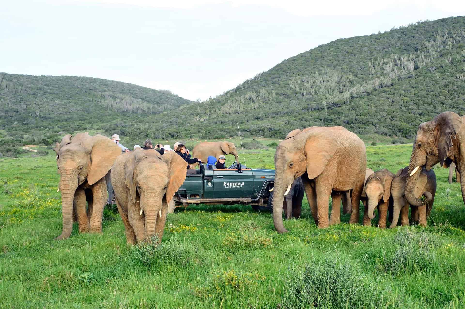 safari rejser i sydafrika